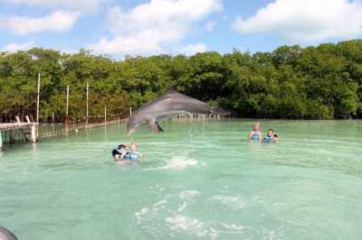 Baño con Delfines Swim with Dolphins