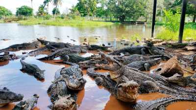 Criadero de Cocodrilos - Cienaga de Zapata Crocodile Farms - Ciénaga de Zapata