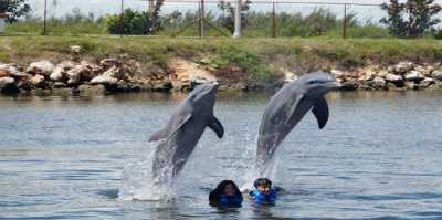 Baño con Delfines Swimming with Dolphins