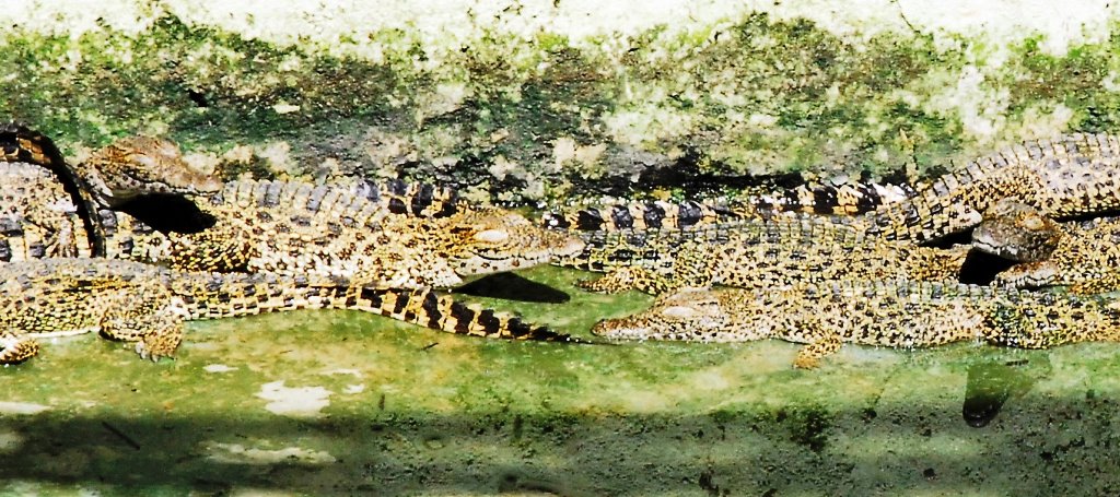 Minas crocodile farm - Camagüey Minas crocodile farm - Camaguey