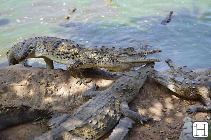 Crocodile Zoocriadero - Ciego de Avila Crocodile Zoocriadero - Ciego de Avila