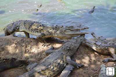 Granja de cocodrilos de Minas - Camagüey Minas crocodile farm - Camaguey