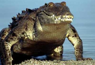 Criadero de Cocodrilos - Sabanalamar Crocodile Farms - Sabanalamar