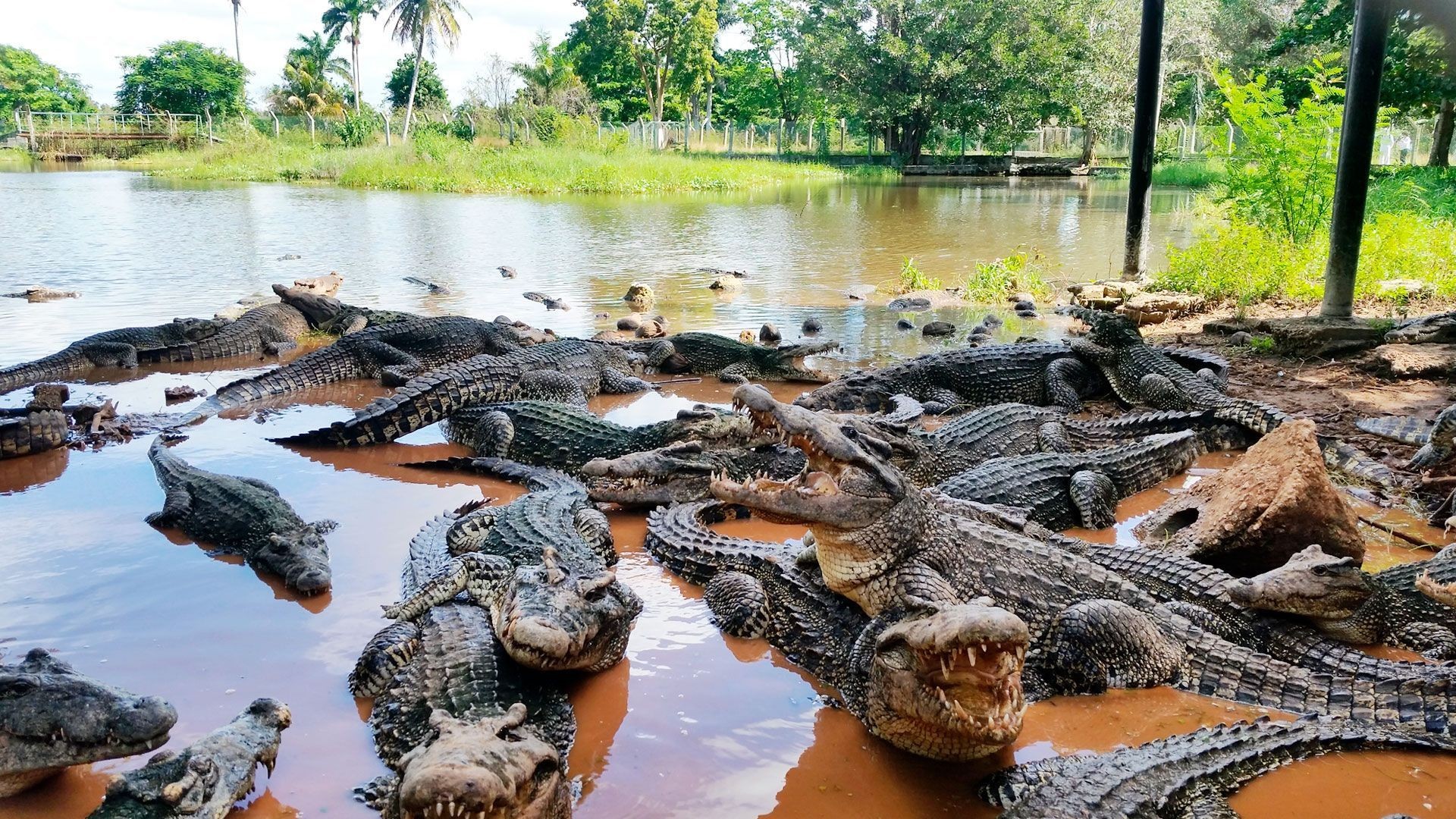 Sac de piscine crocodiles Frugi