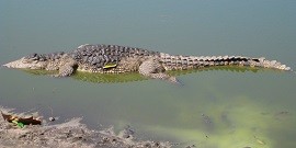 Sábalo Crocodile Farm - Las Tunas
