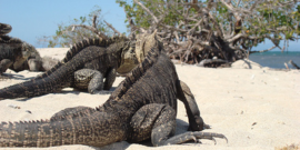 Seafari Cayo Las Iguanas