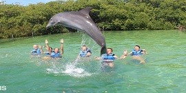 Baignade avec les dauphins