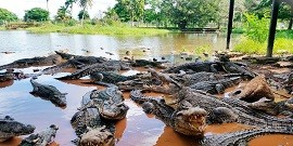 Minas crocodile farm - Camagüey